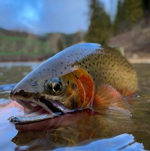 Meet your Posher, Justin